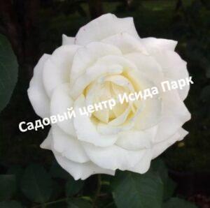 Роза чайно-гибридная Аваланж