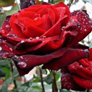 Роза чайно-гибридная Баркароле