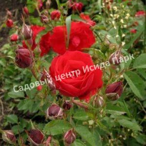 Роза кустовая Аделаида Худлесс