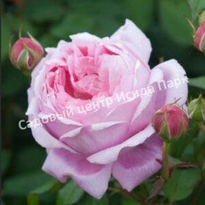 Роза кустовая Алан Титчмарш