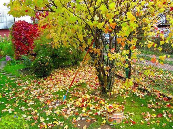 Календарь на октябрь: какие дела надо успеть сделать в саду?