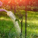 Организация поливов деревьев и кустов в саду: основные рекомендации