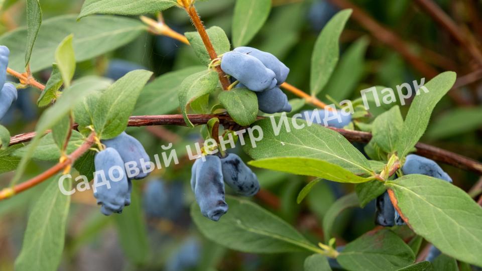 куст жимолости