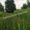 ΠΠ²Π° ΠΠΌΠ΅ΡΠΈΠΊΠ°Π½ΠΊΠ° ΠΠΈΠ³Π°Π½ΡΡΠΊΠ°Ρ (Amerikanka Gigantskaya) 2 ΠΠ²Π° ΠΠΌΠ΅ΡΠΈΠΊΠ°Π½ΠΊΠ° ΠΠΈΠ³Π°Π½ΡΡΠΊΠ°Ρ (Amerikanka Gigantskaya) 2