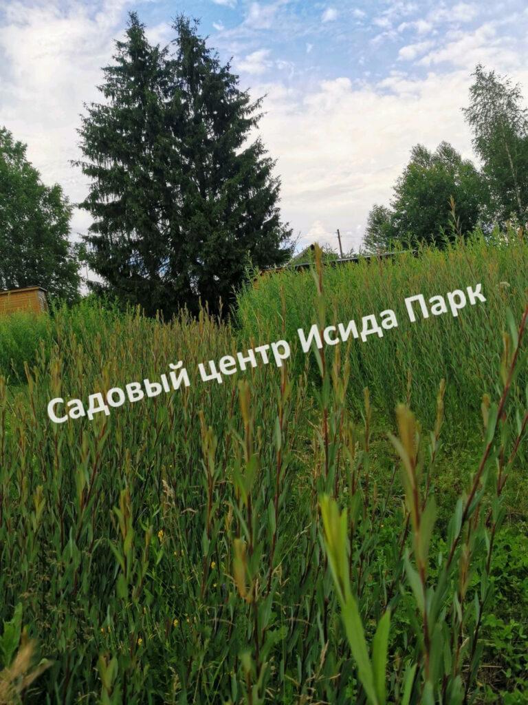 Ива Американка Гигантская (Amerikanka Gigantskaya)