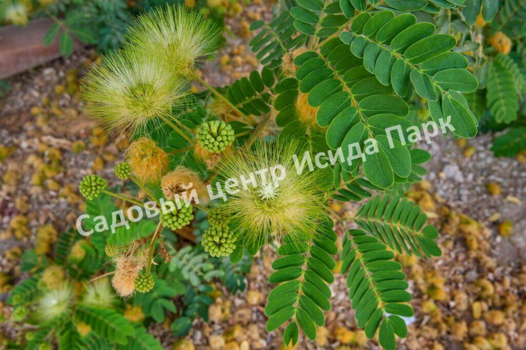 Альбиция Леббек (Albizia lebbeck)