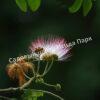 Альбиция Саман (Albizia saman) 9