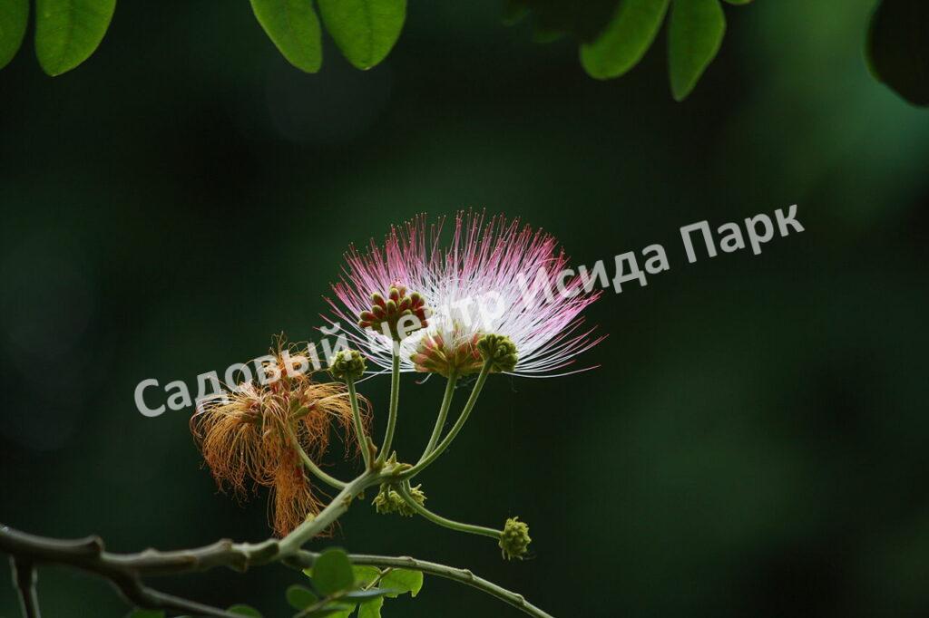 Альбиция Саман (Albizia saman)