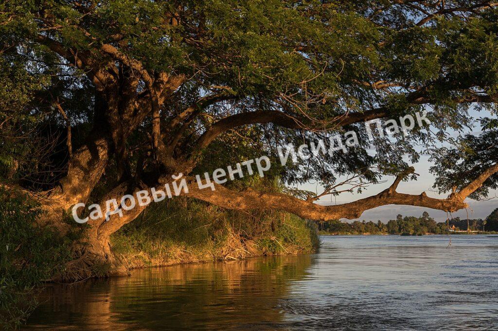 Альбиция Саман (Albizia saman)