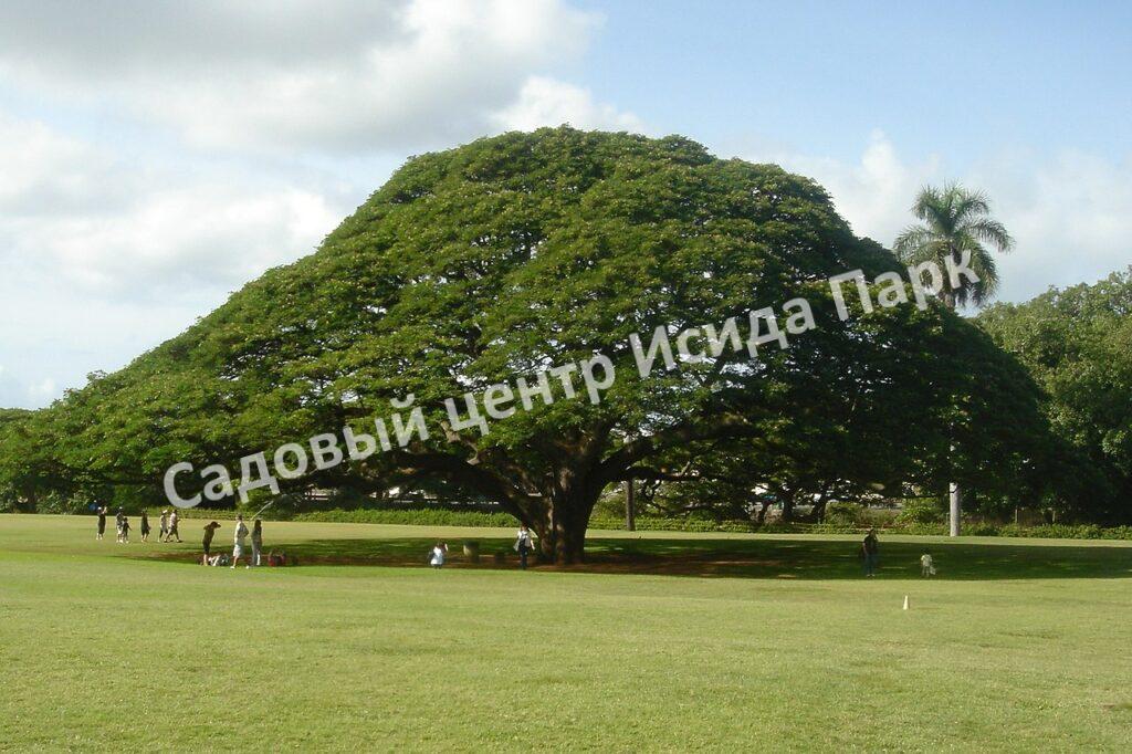 Альбиция Саман (Albizia saman)