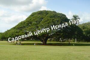 Альбиция Саман (Albizia saman)