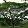 Альбиция Саман (Albizia saman) 12