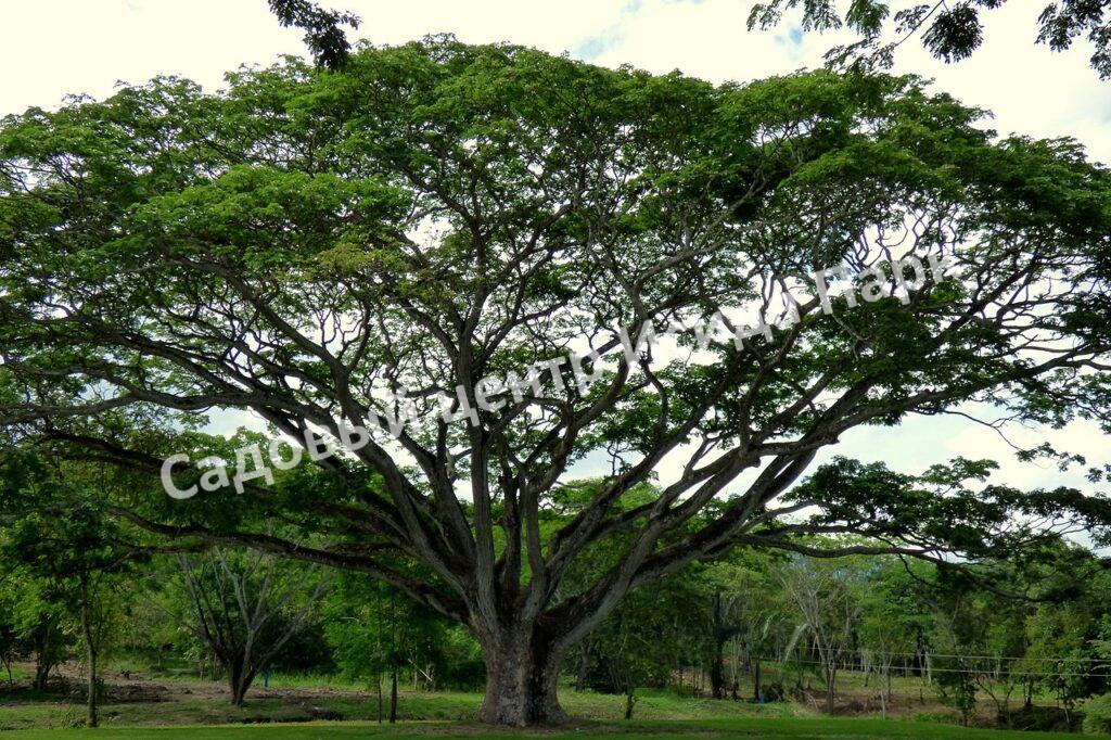 Альбиция Саман (Albizia saman)
