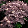 Альбиция Саммер Чоклэт Летний Шоколад (Albizia Summer Chocolate) 2