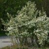 Ирга (Коринка) ольхолистная Дружная (Amelanchier alnifolia Druzhnaya) 2
