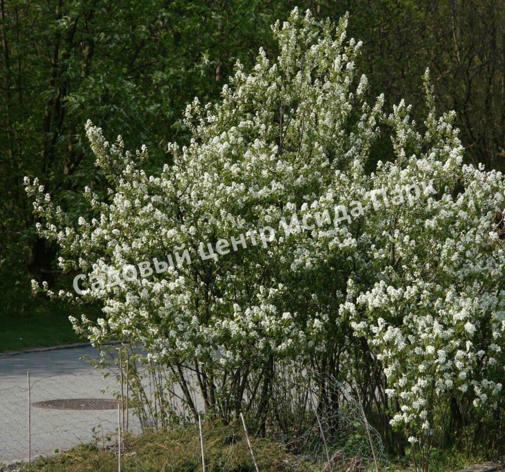Ирга (Коринка) ольхолистная Дружная (Amelanchier alnifolia Druzhnaya)