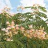 Альбиция Серповидная (Albizia falcataria moluccana) 1