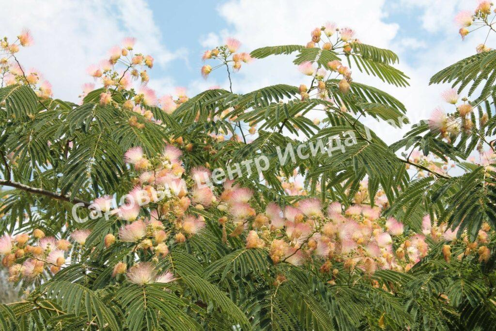 Альбиция Серповидная (Albizia falcataria moluccana)