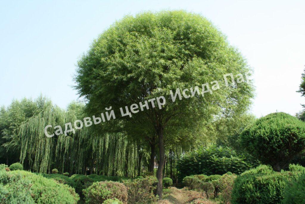ΠΠ²Π° ΠΠΌΠ΅ΡΠΈΠΊΠ°Π½ΠΊΠ° ΠΠΈΠ³Π°Π½ΡΡΠΊΠ°Ρ (Amerikanka Gigantskaya) ΠΠ²Π° ΠΠΌΠ΅ΡΠΈΠΊΠ°Π½ΠΊΠ° ΠΠΈΠ³Π°Π½ΡΡΠΊΠ°Ρ (Amerikanka Gigantskaya)
