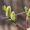 Ива волчниковая, шелюга жёлтая, верба (Salix daphnoides) 5
