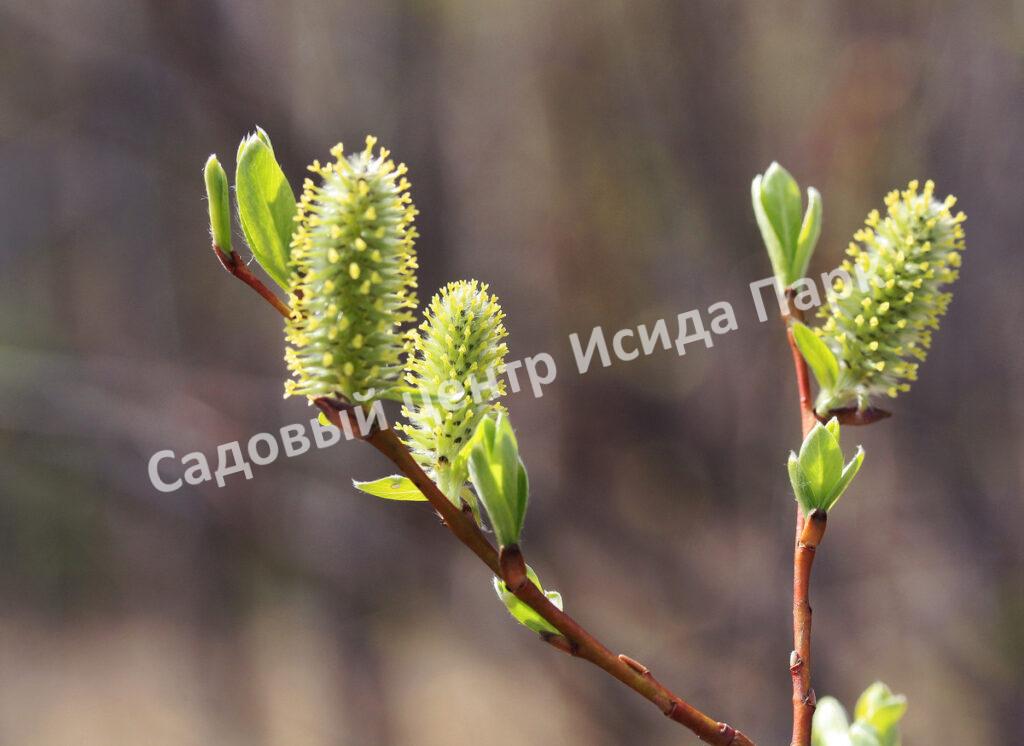 Ива волчниковая, шелюга жёлтая, верба (Salix daphnoides) Ива волчниковая, шелюга жёлтая, верба (Salix daphnoides)