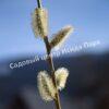 Ива волчниковая, шелюга жёлтая, верба (Salix daphnoides) 6 Ива волчниковая, шелюга жёлтая, верба (Salix daphnoides) 6