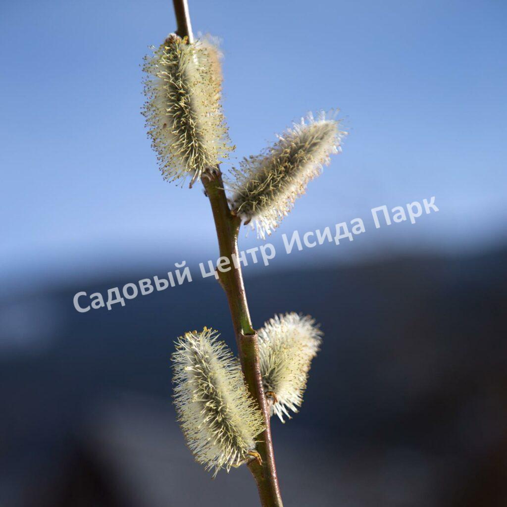Ива волчниковая, шелюга жёлтая, верба (Salix daphnoides) Ива волчниковая, шелюга жёлтая, верба (Salix daphnoides)