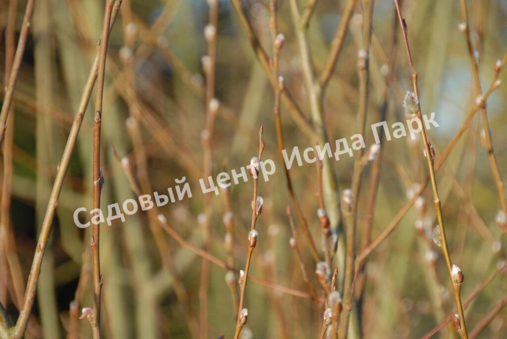 Ива волчниковая, шелюга жёлтая, верба (Salix daphnoides) Ива волчниковая, шелюга жёлтая, верба (Salix daphnoides)
