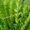 Ива волчниковая, шелюга жёлтая, верба (Salix daphnoides) 8