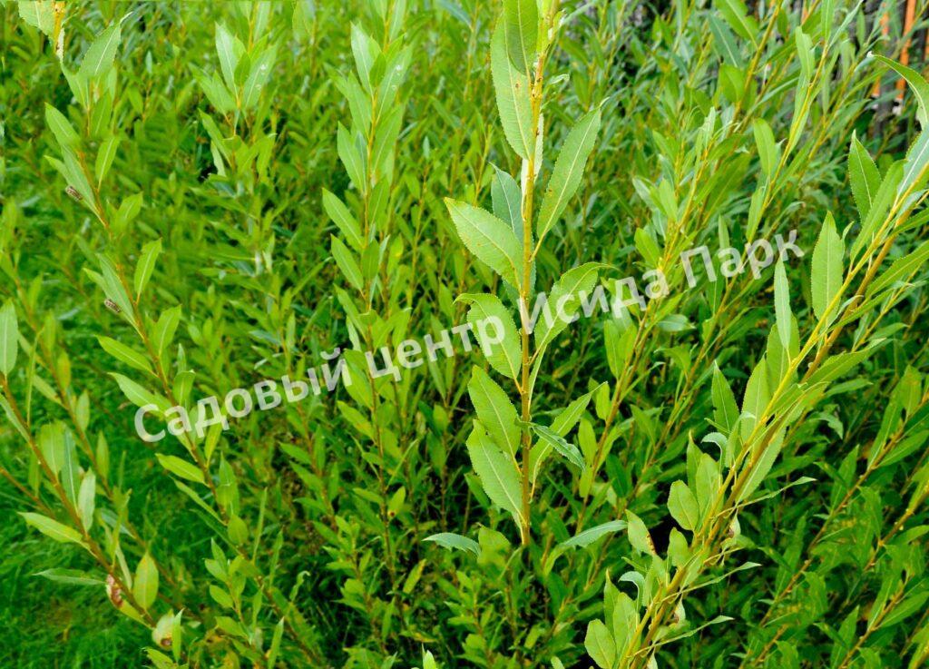 Ива волчниковая, шелюга жёлтая, верба (Salix daphnoides) Ива волчниковая, шелюга жёлтая, верба (Salix daphnoides)