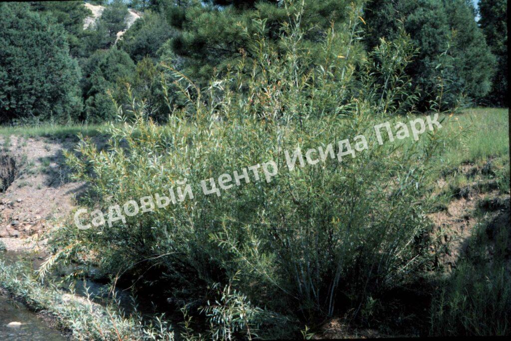 Ива волчниковая, шелюга жёлтая, верба (Salix daphnoides) Ива волчниковая, шелюга жёлтая, верба (Salix daphnoides)