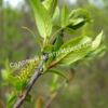 Ива волчниковая, шелюга жёлтая, верба (Salix daphnoides) 10
