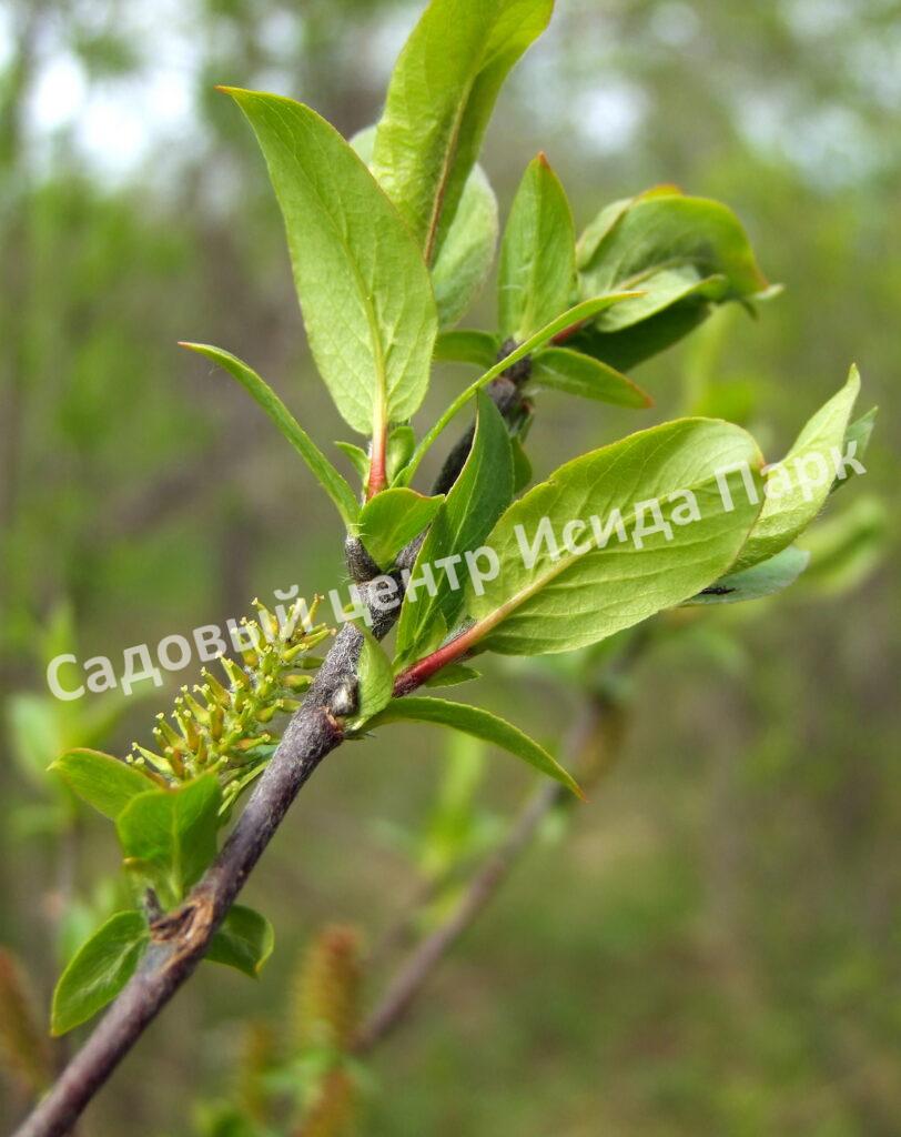 Ива волчниковая, шелюга жёлтая, верба (Salix daphnoides) Ива волчниковая, шелюга жёлтая, верба (Salix daphnoides)
