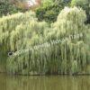 Ива Водопад (Vodopad) 8