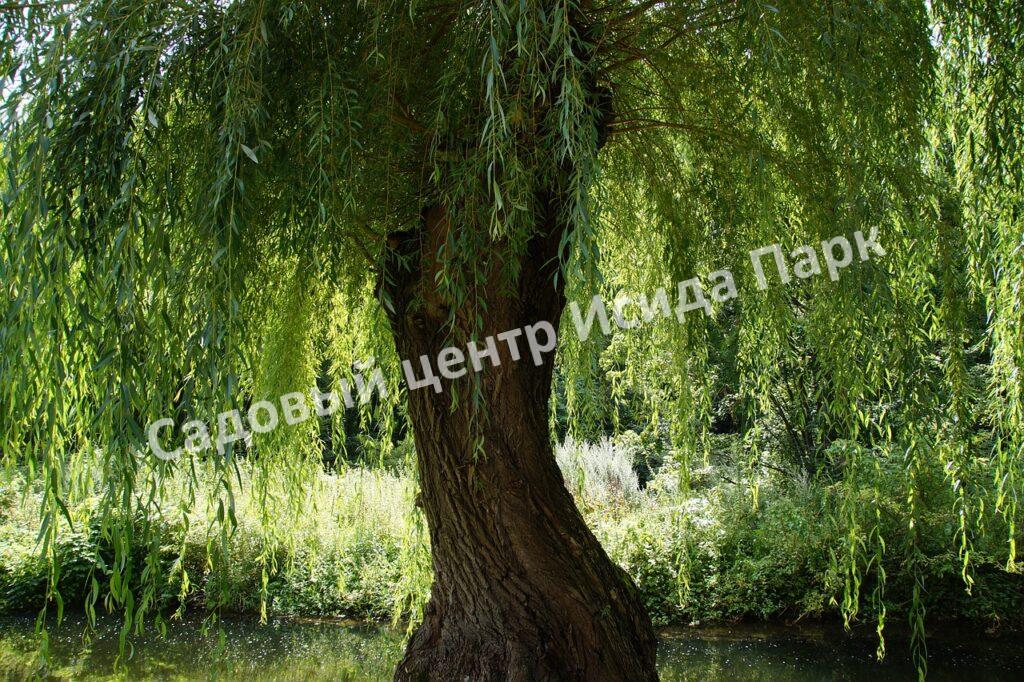 Ива Водопад (Vodopad)