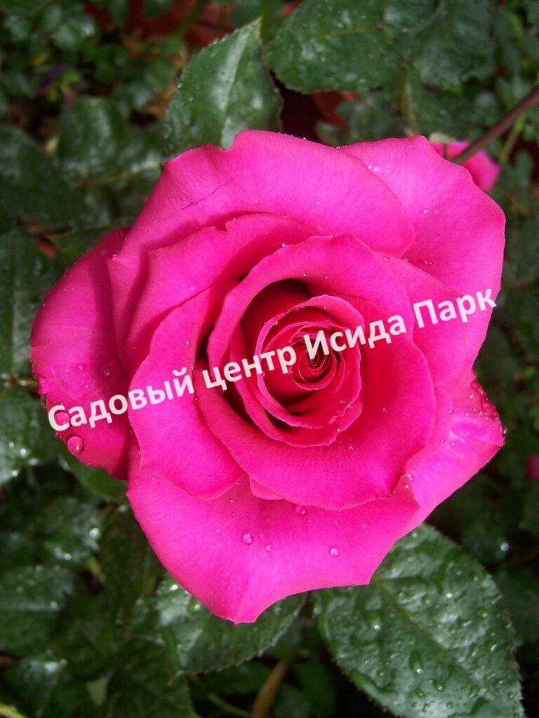 Роза чайно-гибридная Хот Леди (Hot Lady)