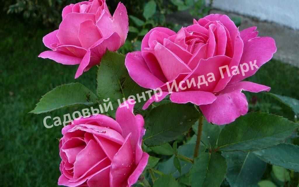 Роза чайно-гибридная Хот Леди (Hot Lady)