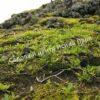 Ива арктическая (Salix arctica) 11