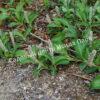 Ива арктическая (Salix arctica) 4
