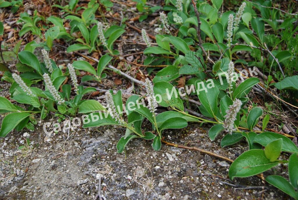 Ива арктическая (Salix arctica)