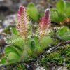Ива арктическая (Salix arctica) 5