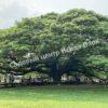 Альбиция Саман (Albizia saman) 13