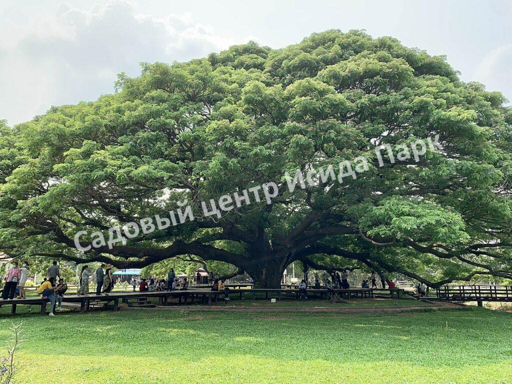 Альбиция Саман (Albizia saman)