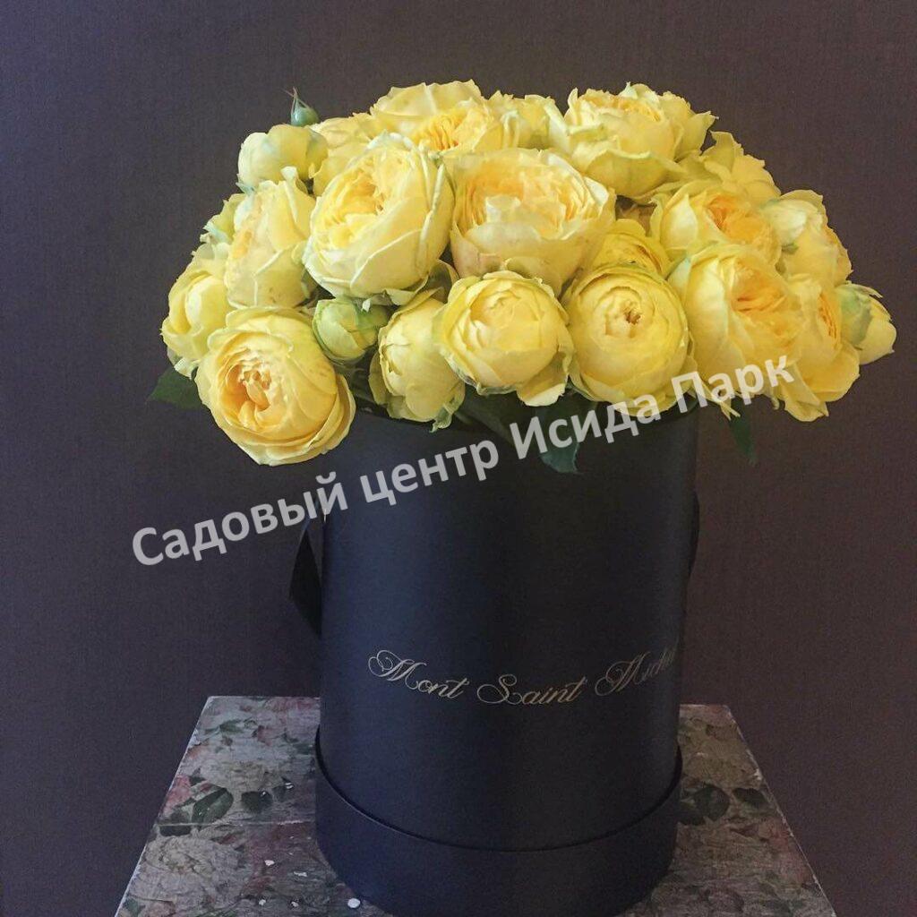 Роза спрей Каталина (Catalina)