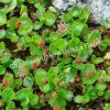 Ива арктическая (Salix arctica) 10