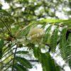 Альбиция Амара (Albizia amara) 3