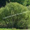 Ива волчниковая, шелюга жёлтая, верба (Salix daphnoides) 1