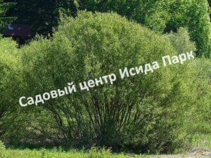 Ива волчниковая, шелюга жёлтая, верба (Salix daphnoides)