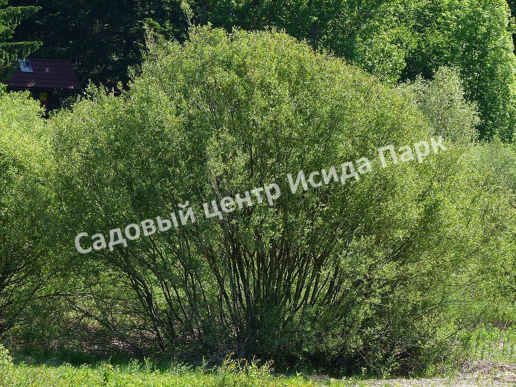 Ива волчниковая, шелюга жёлтая, верба (Salix daphnoides) Ива волчниковая, шелюга жёлтая, верба (Salix daphnoides)