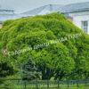 Ива волчниковая, шелюга жёлтая, верба (Salix daphnoides) 3